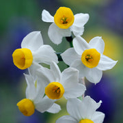 Daffodil 'Canaliculatus'