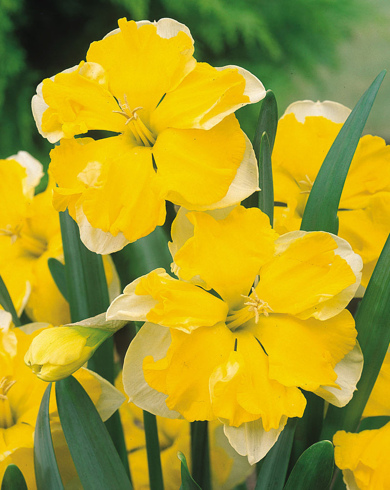 Daffodil Narcissus 'Chanterelle' (7 Pack)