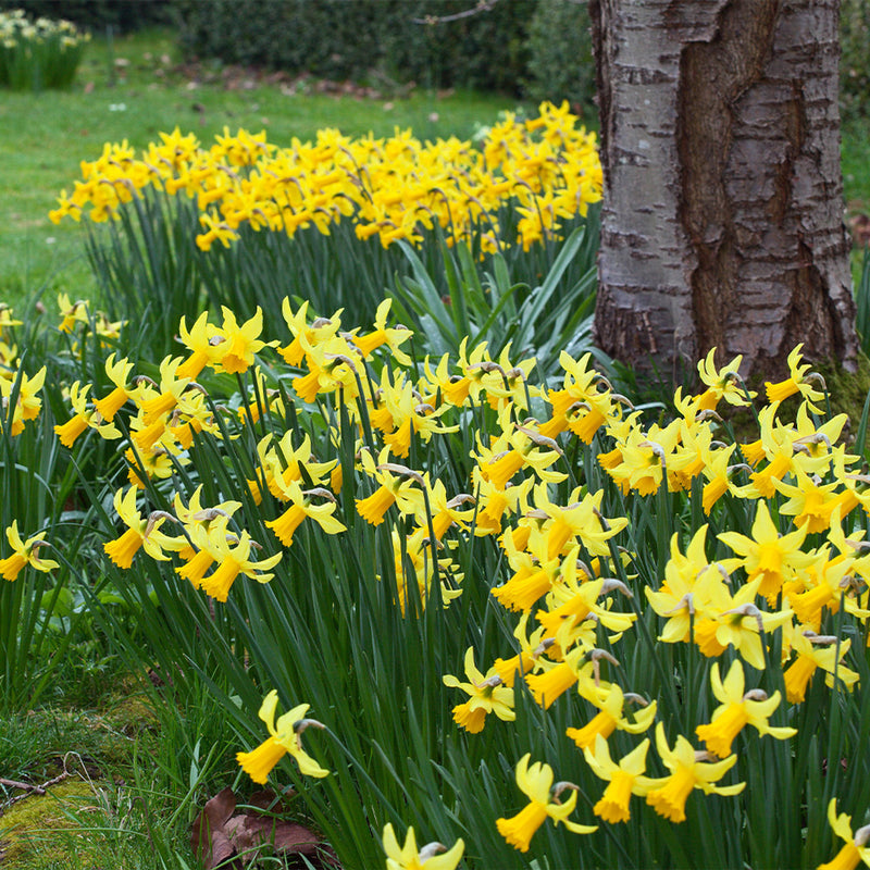 Daffodil Narcissus 'February Gold' (20 Pack)