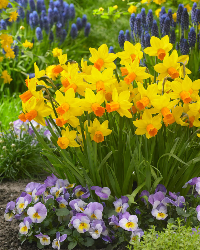 Daffodil Narcissus 'Jetfire' (20 Pack)