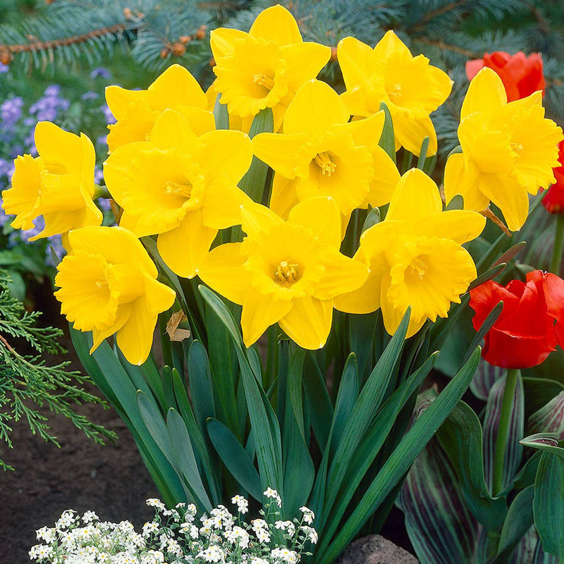 Daffodil Narcissus 'King Alfred' (7 Pack)