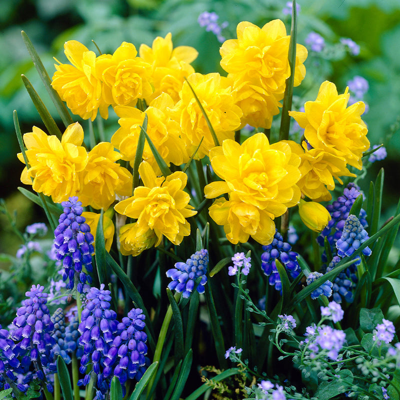 Daffodil Narcissus 'Pencrebar' (7 Pack)