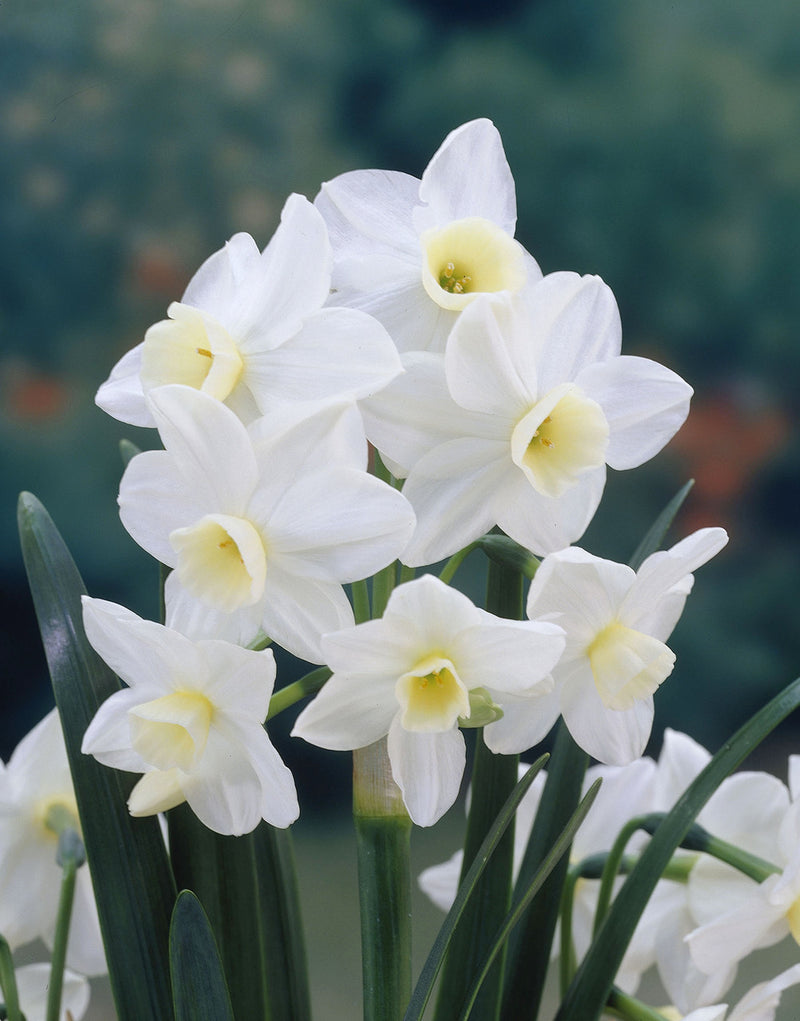 Daffodil Narcissus 'Silver Chimes' (5 Pack)