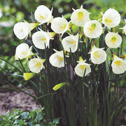 Daffodil 'Arctic Bells'