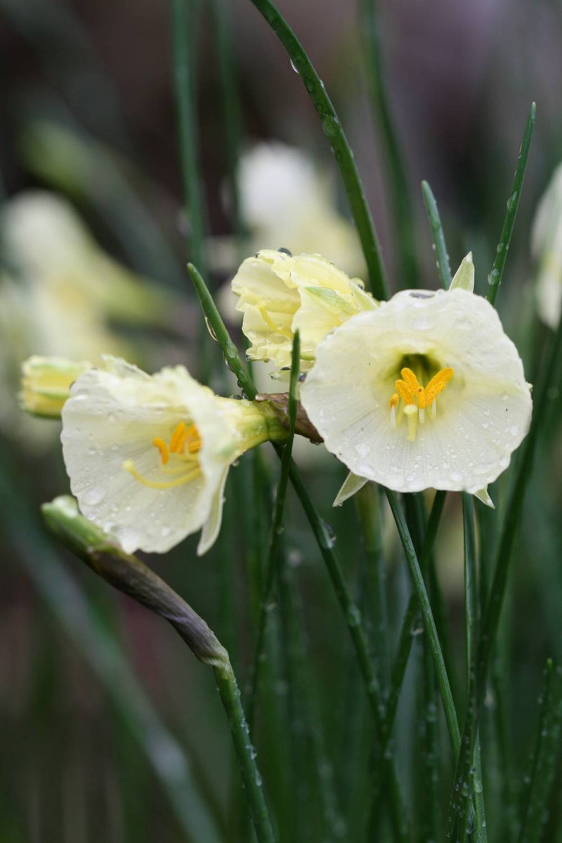 Daffodil 'Arctic Bells'