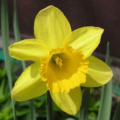 Daffodil Narcissus 'Camelot' (1.5kg)