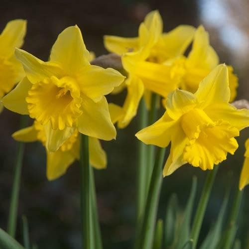 Daffodil Narcissus Tamara (3kg)