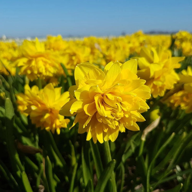 Daffodil Narcissus 'Pencrebar' (7 Pack)