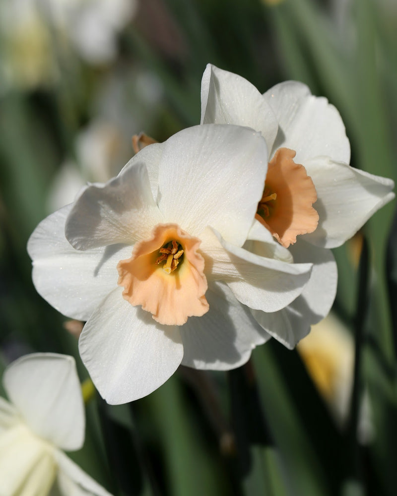 Daffodil Narcissus 'Doll Baby' (6 Pack)