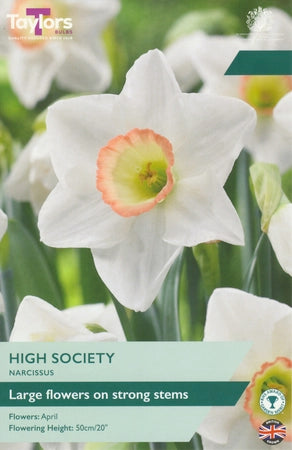Daffodil Narcissus 'High Society' (6 Bulbs Per Pack)