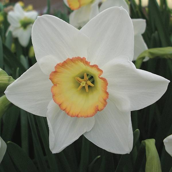 Daffodil Narcissus 'High Society' (6 Bulbs Per Pack)