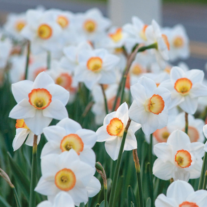 Daffodil Narcissus 'High Society' (6 Bulbs Per Pack)