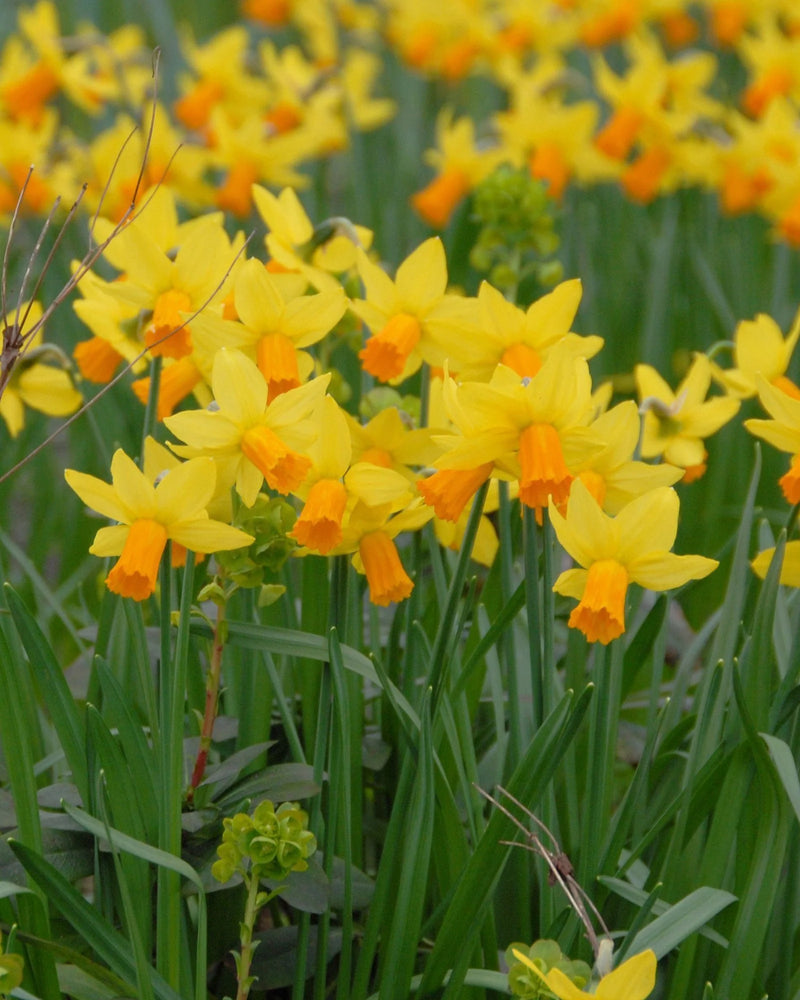 Daffodil Narcissus 'Jetfire' (8 Pack)