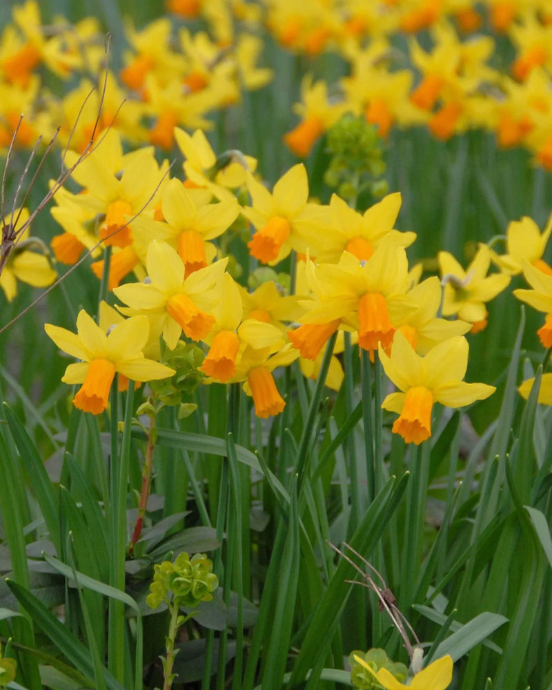 Daffodil Narcissus 'Jetfire' (20 Pack)