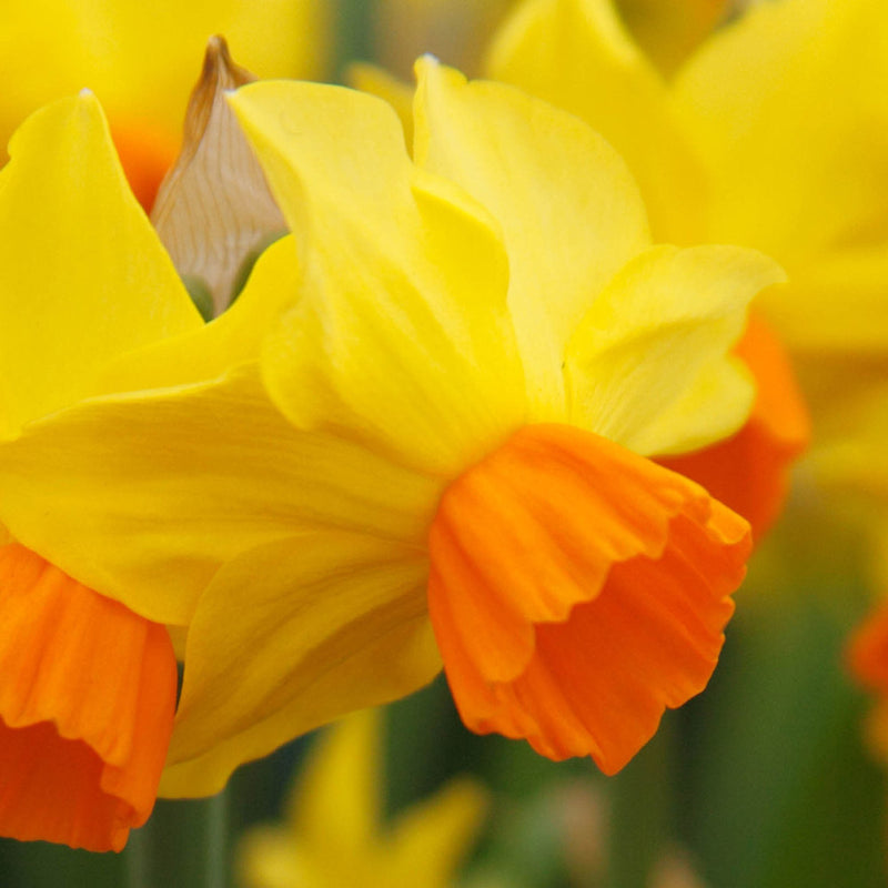 Daffodil Narcissus 'Bittern' (7 Pack)