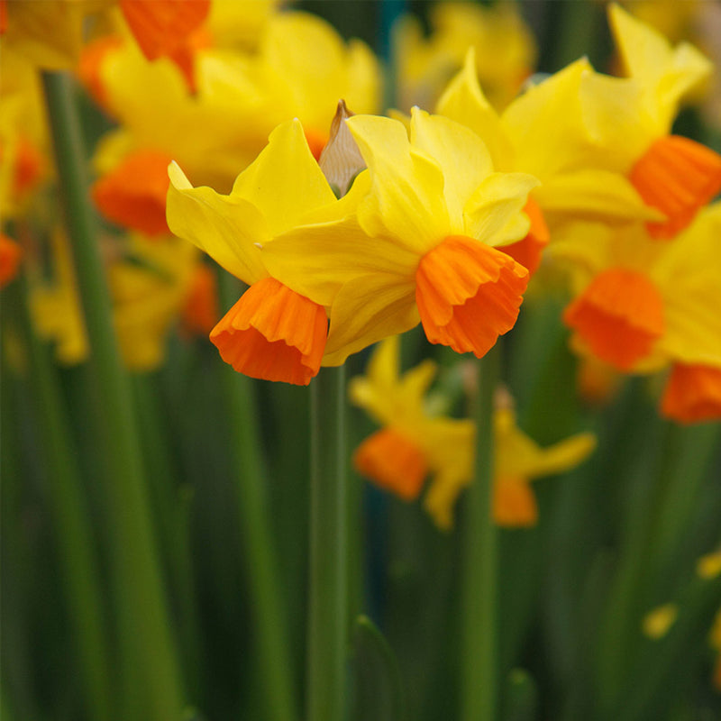 Daffodil Narcissus 'Bittern' (7 Pack)