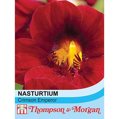 Nasturtium Crimson Emperor