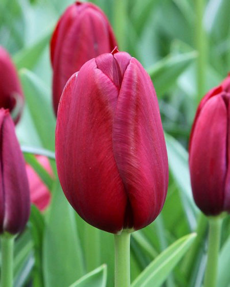 Tulip 'National Velvet' (6 Bulbs Per Pack)