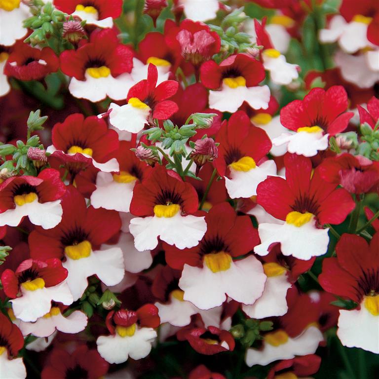 Nemesia 'Cherry on Ice' 2 Litre