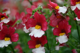 Nemesia 'Cherry on Ice' 2 Litre