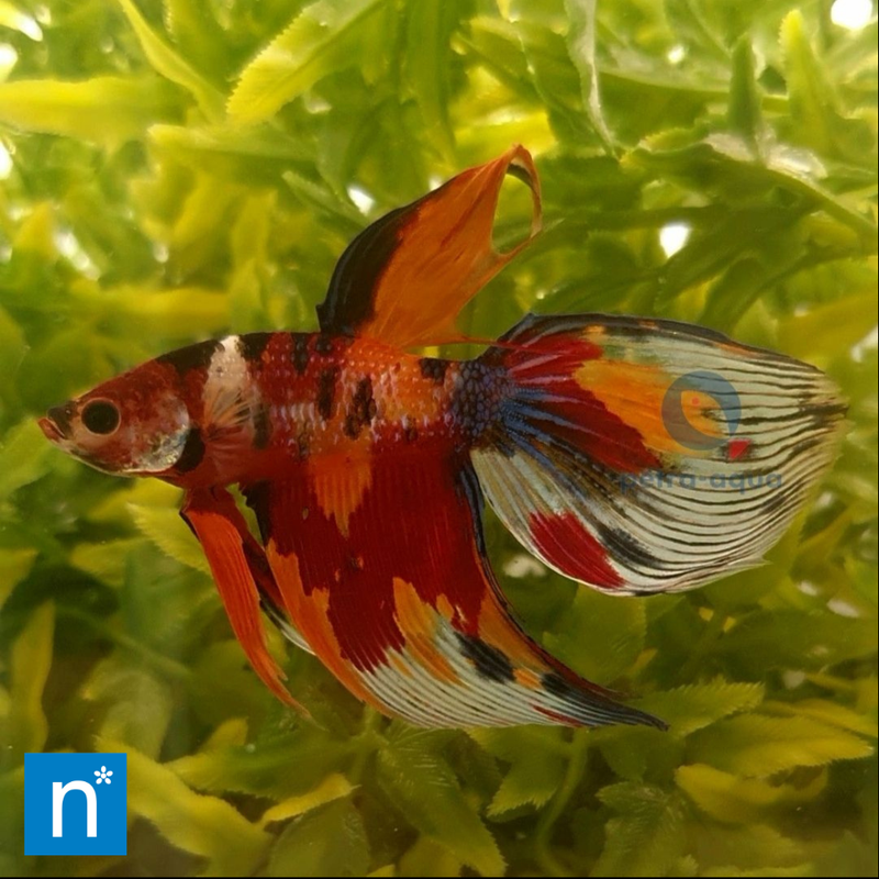 Nemo Veiltail Male Siamese Fighter | Betta splendens (XL)