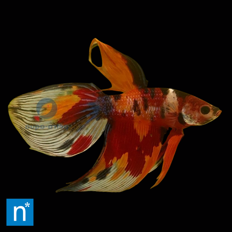 Nemo Veiltail Male Siamese Fighter | Betta splendens (XL)