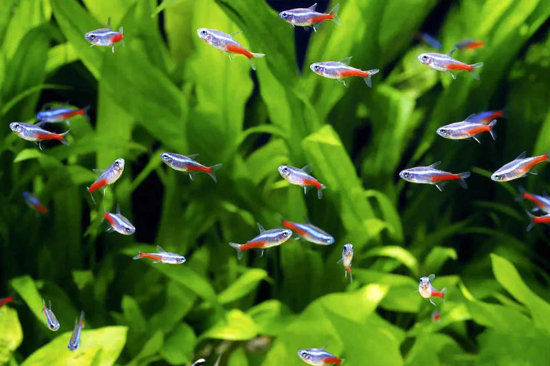 Neon Tetra (M)