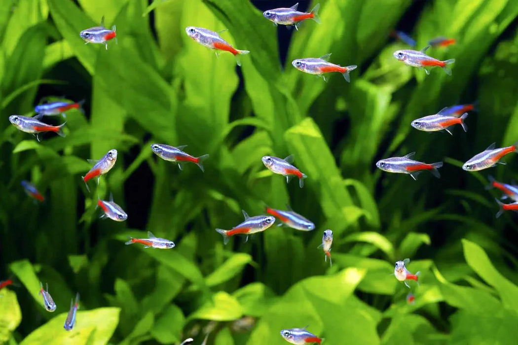 Neon Tetra (L)