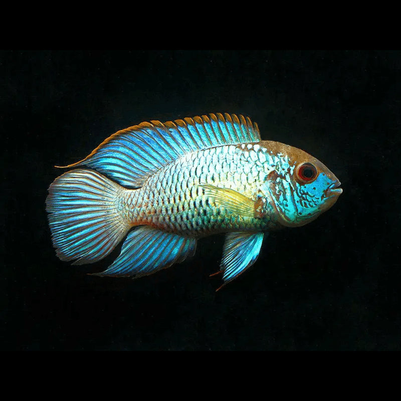 Neon Blue Acara 1.5"