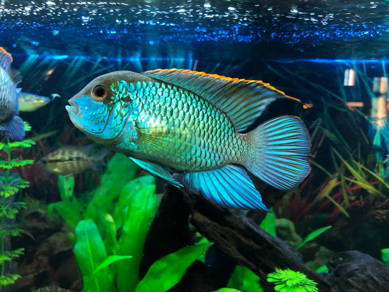 Neon Blue Acara 1.5"