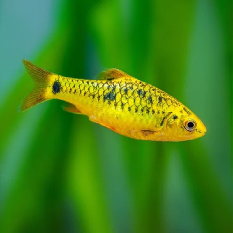 Neon Gold Barb | Barbodes semifasciolatus (3–4cm)