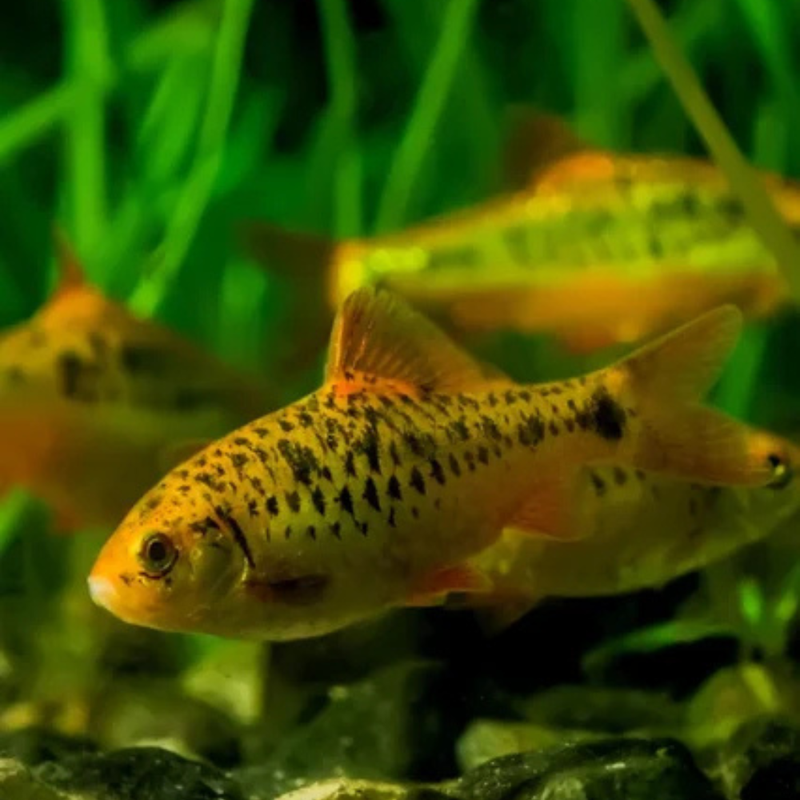 Neon Gold Barb | Barbodes semifasciolatus (3–4cm)