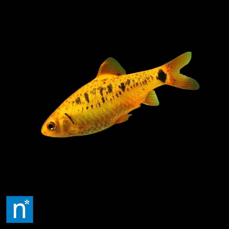 Neon Gold Barb | Barbodes semifasciolatus (3–4cm)