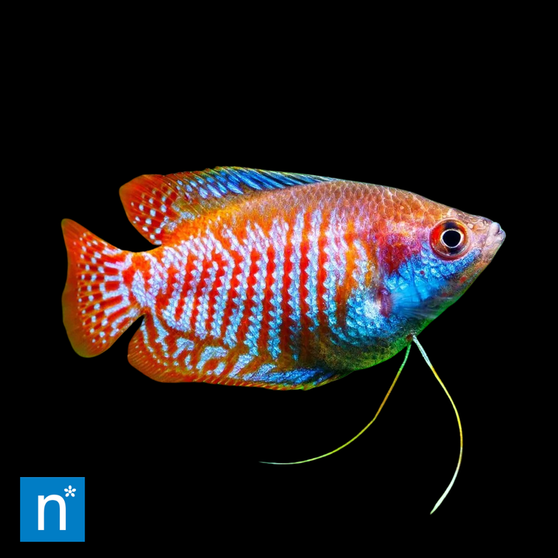 Neon Red Dwarf Gourami | Trichogaster lalius