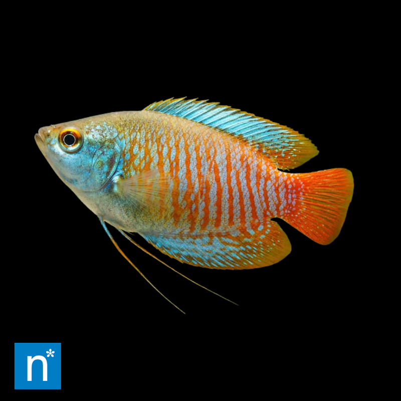 Neon Red Dwarf Gourami | Trichogaster lalius