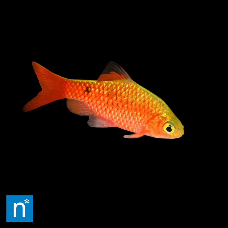 Neon Super Colour Rosy Barb | Pethia conchonius