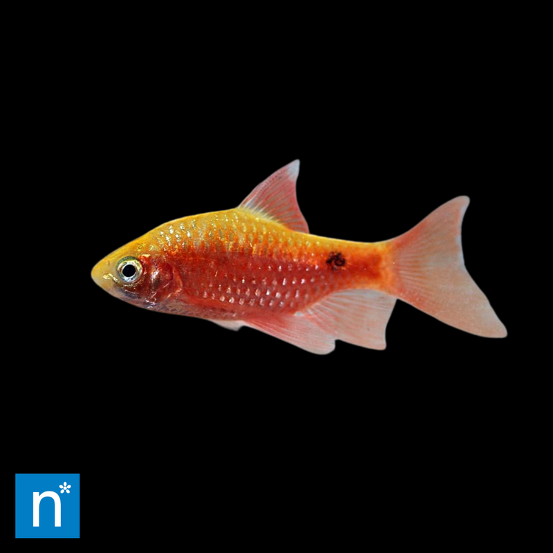 Neon Super Colour Rosy Barb | Pethia conchonius