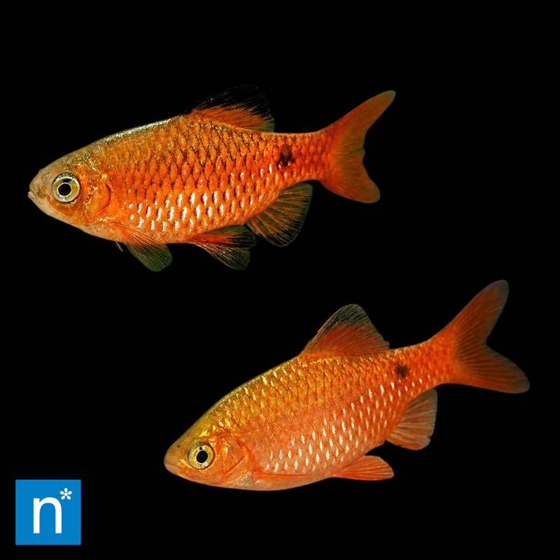 Neon Super Colour Rosy Barb | Pethia conchonius