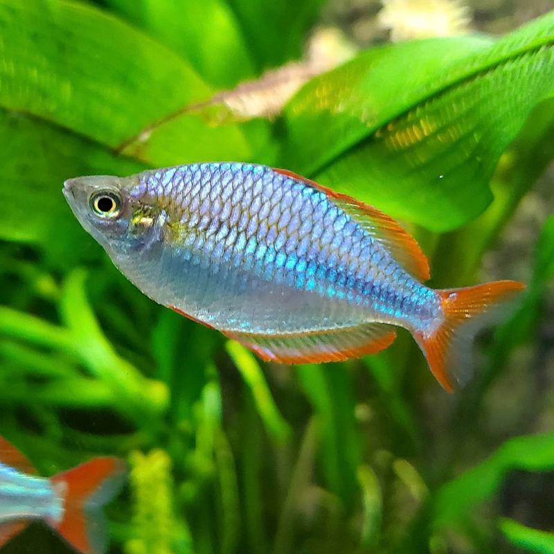 Neon Dwarf Rainbowfish | Melanotaenia praecox