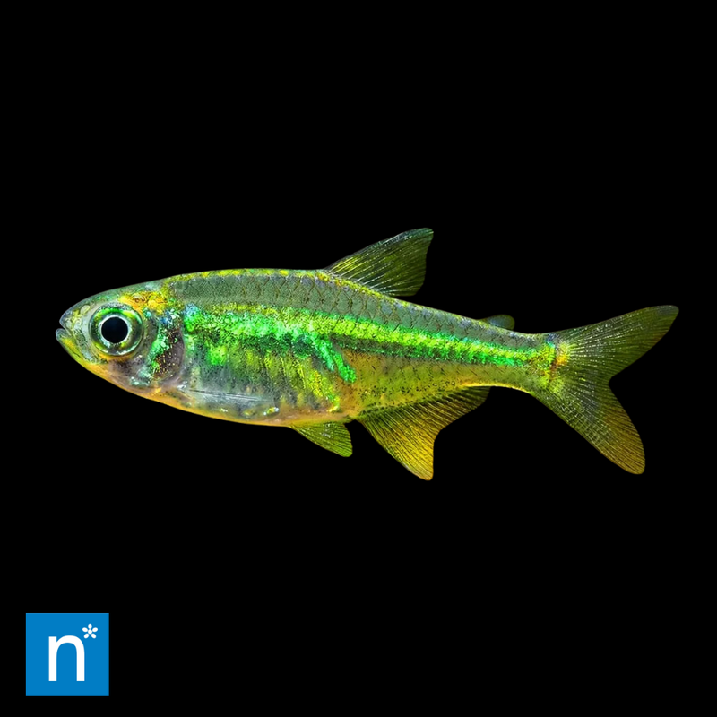 Neon Green Rasbora | Microdevario kubotai