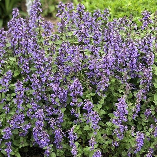 Nepeta x Faassenii Catmint 2L