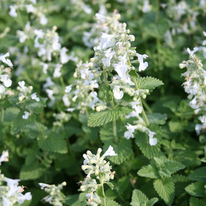 Nepeta racemosa 'Snowflake' 2 Litre