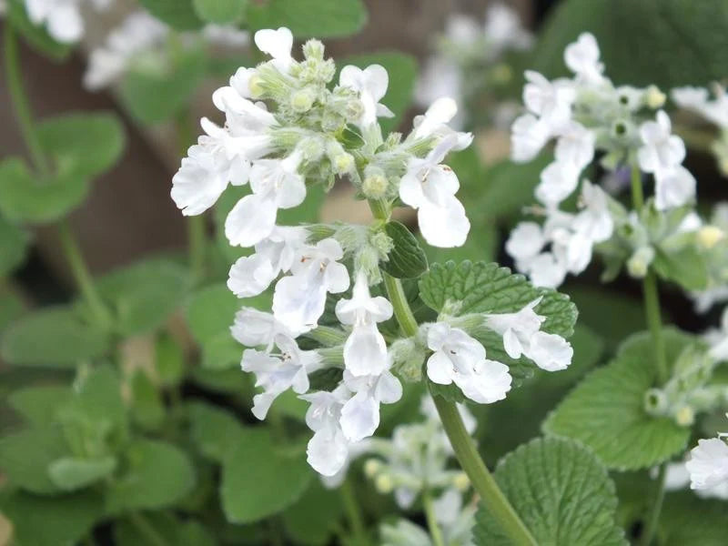 Katzenminze 'Snowflake' – Pflegeleichte Staude Mit Weißen Blüten Für Bienen & Schmetterlinge