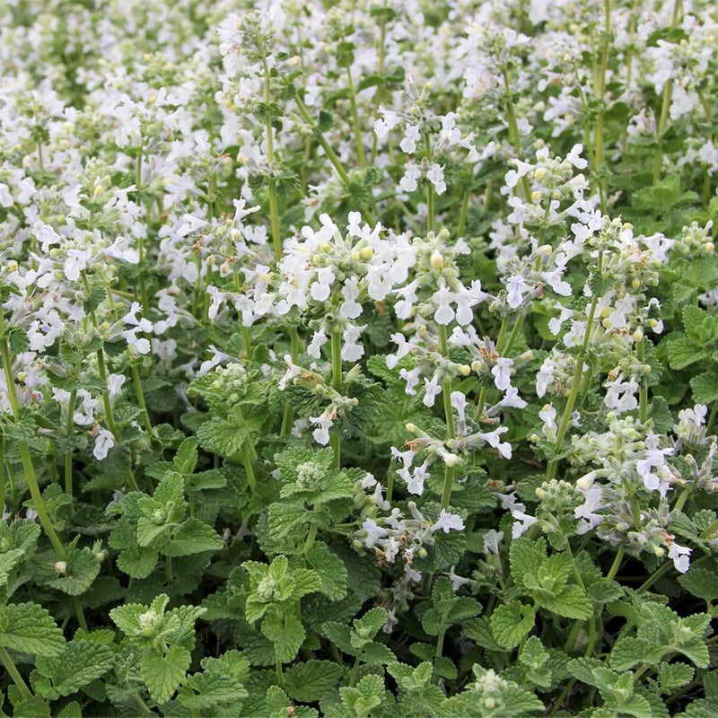 Nepeta racemosa 'Snowflake' 2 Litre