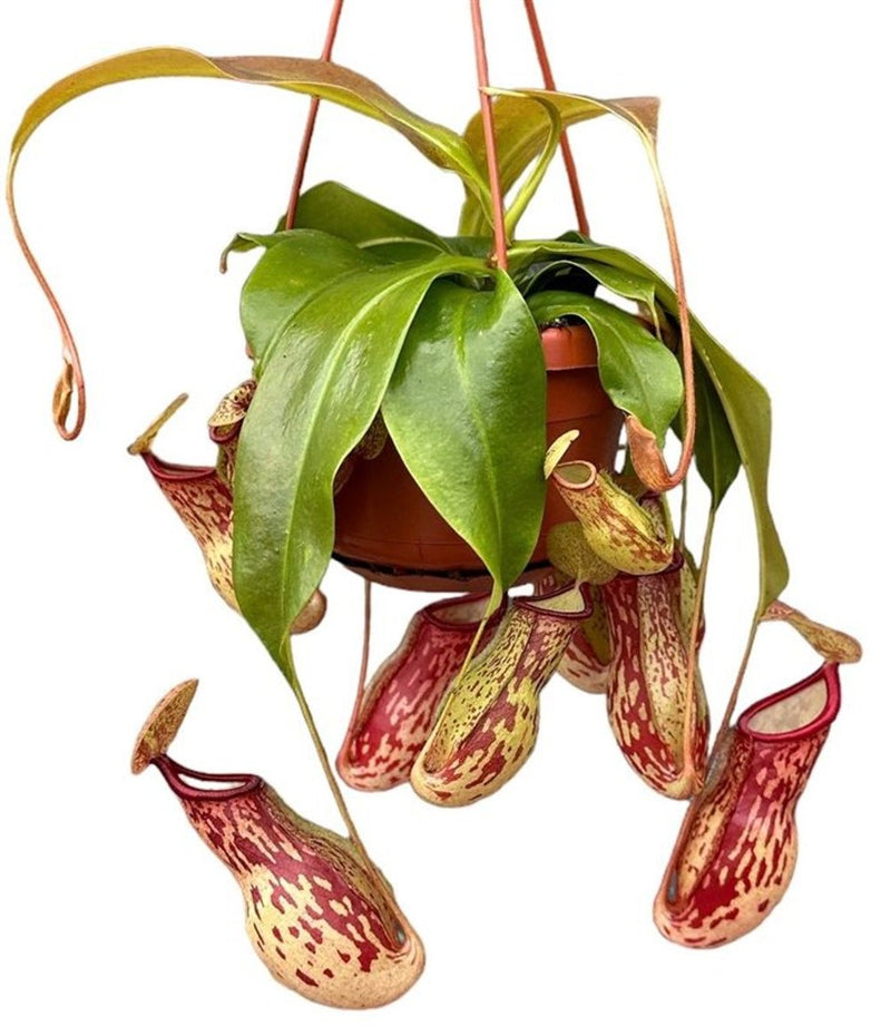 Nepenthes 'Gaya' / P14, hanging pot