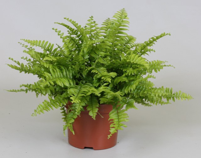 Nephrolepis exal. 'Boston Blue Bell' / P12