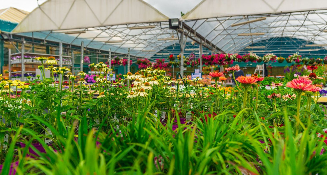 Flowering cottage garden plants at Newlands Garden Centre