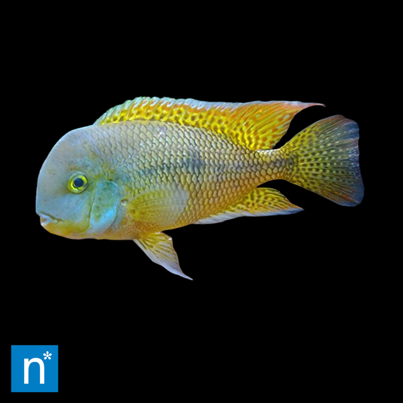 Nicaragua Cichlid | Hypsophrys nicaraguensis