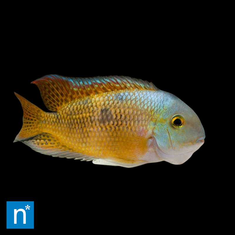 Nicaragua Cichlid | Hypsophrys nicaraguensis