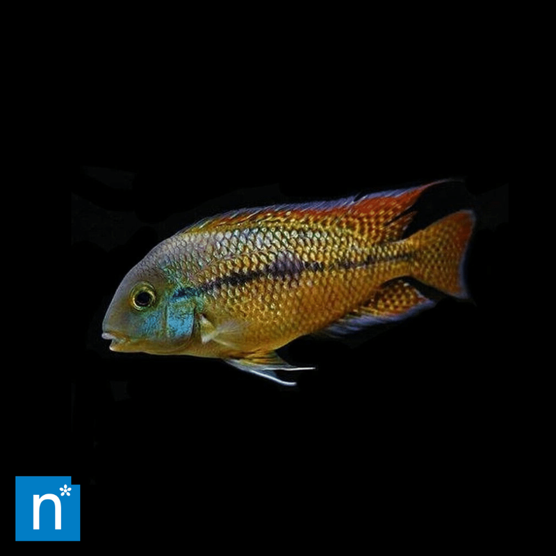 Nicaragua Cichlid | Hypsophrys nicaraguensis